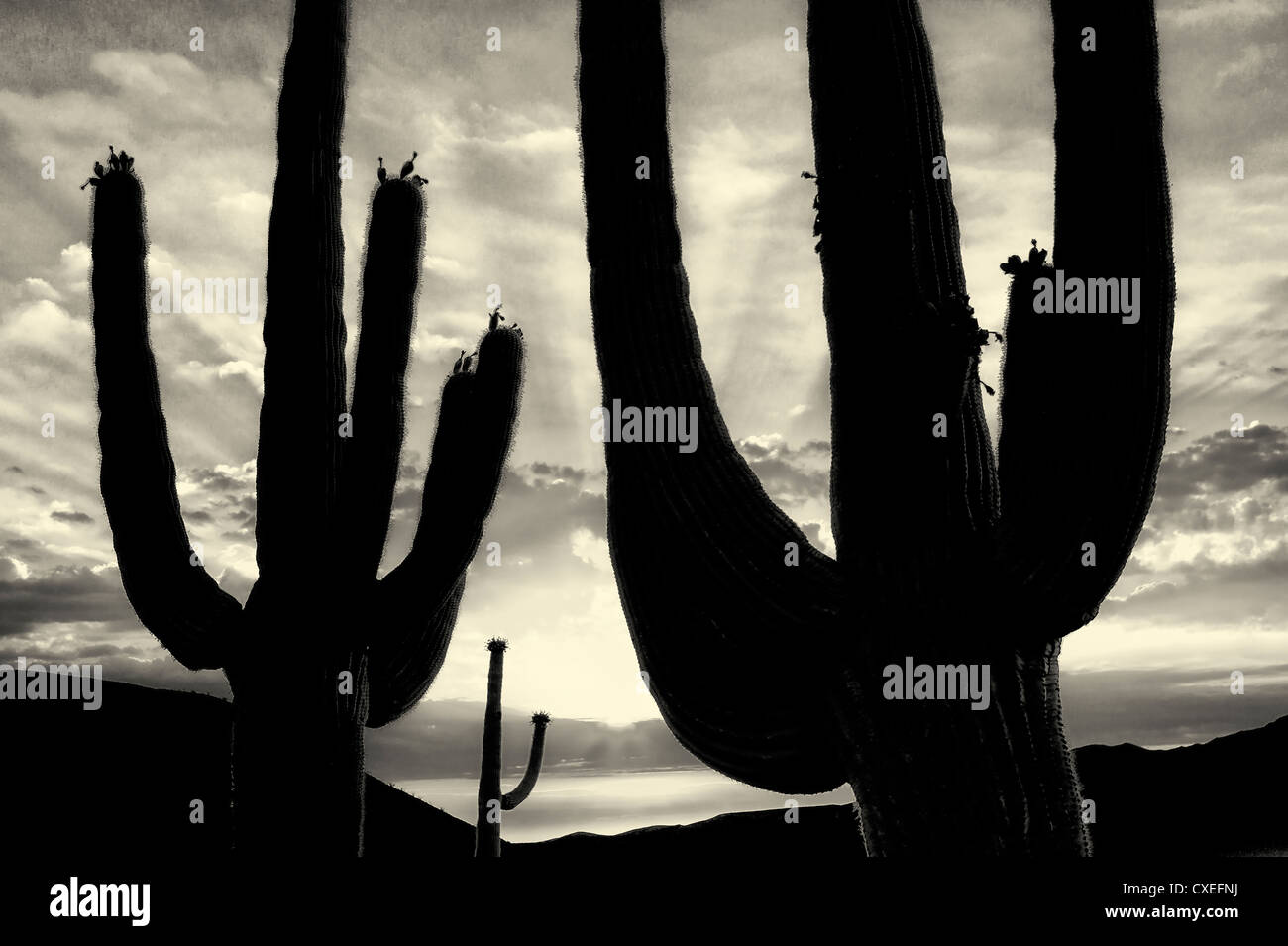 La silhouette du Saguaro cactus. Désert de Sonora, en Arizona. Banque D'Images