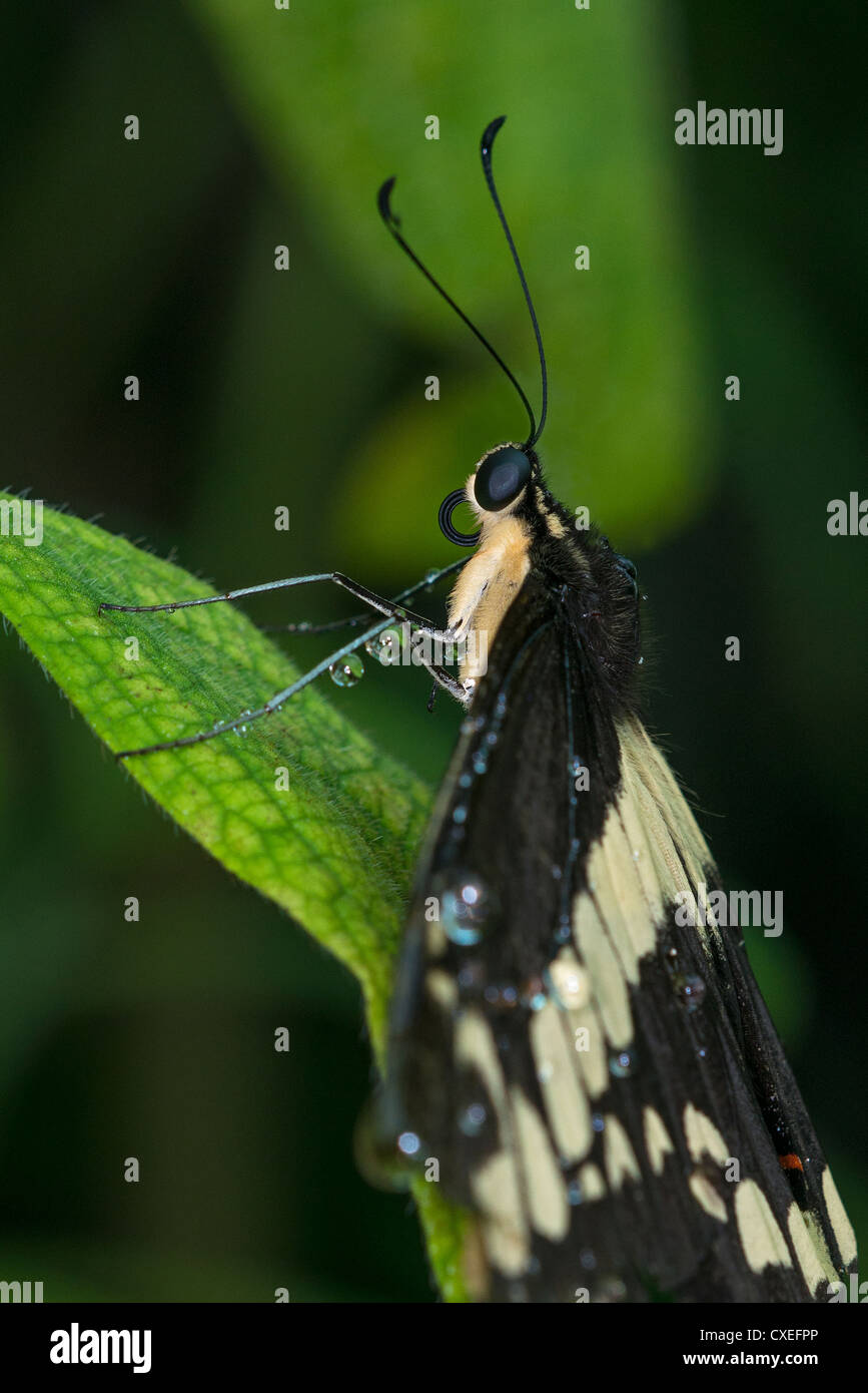 Close up of a Thoas Swallowtail butterfly tôt le matin Banque D'Images