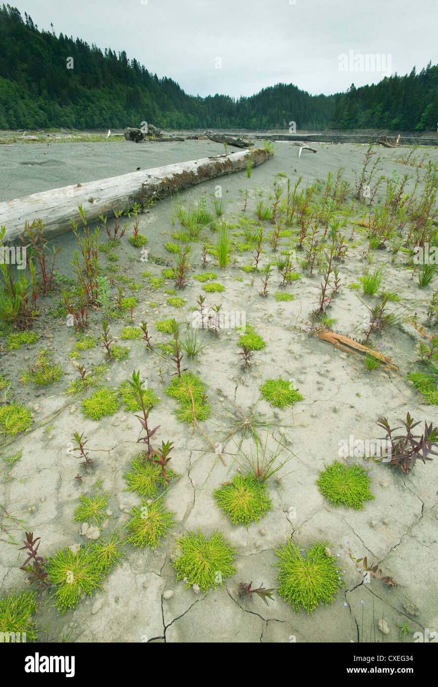 La vie éclate à partir de sédiments de lacs, de rétablissement de la rivière Elwha, Washington Peninula olympique Banque D'Images