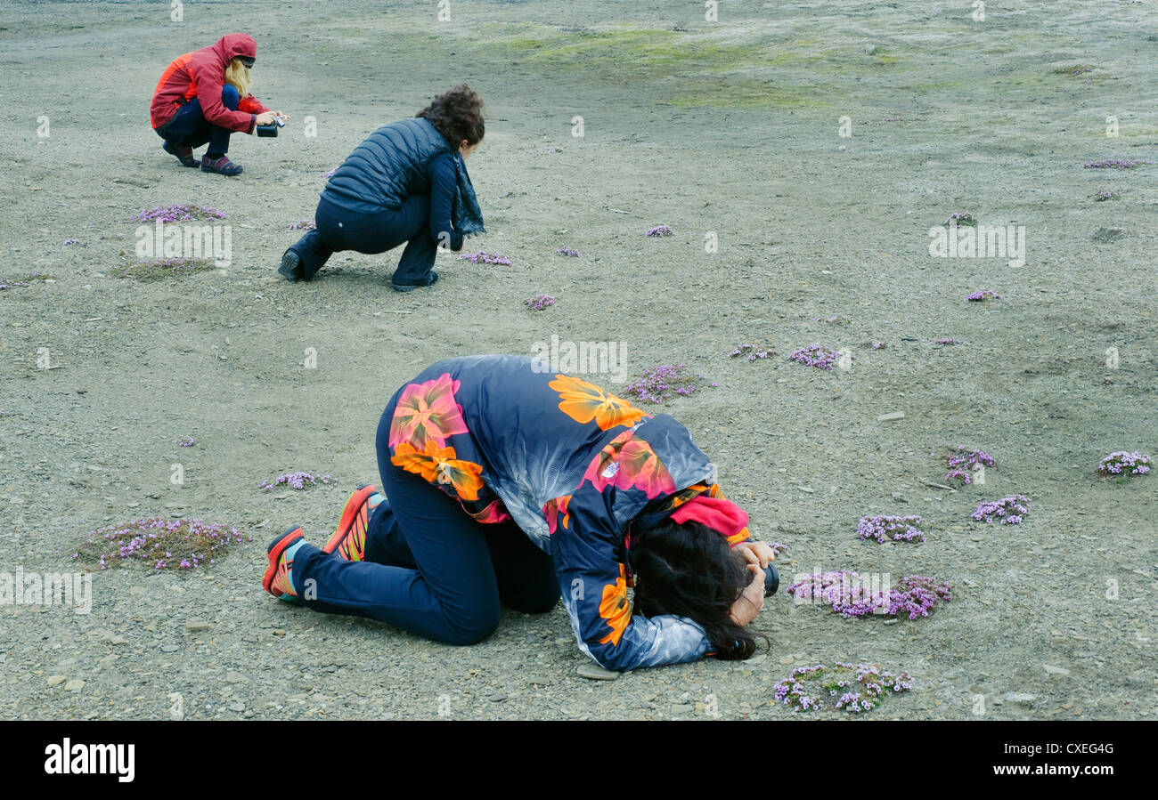 Les touristes photographiant le saxifrage à feuilles opposées (Saxifraga oppositifolia), Longyearbyen, Svalbard, JUILLET Banque D'Images