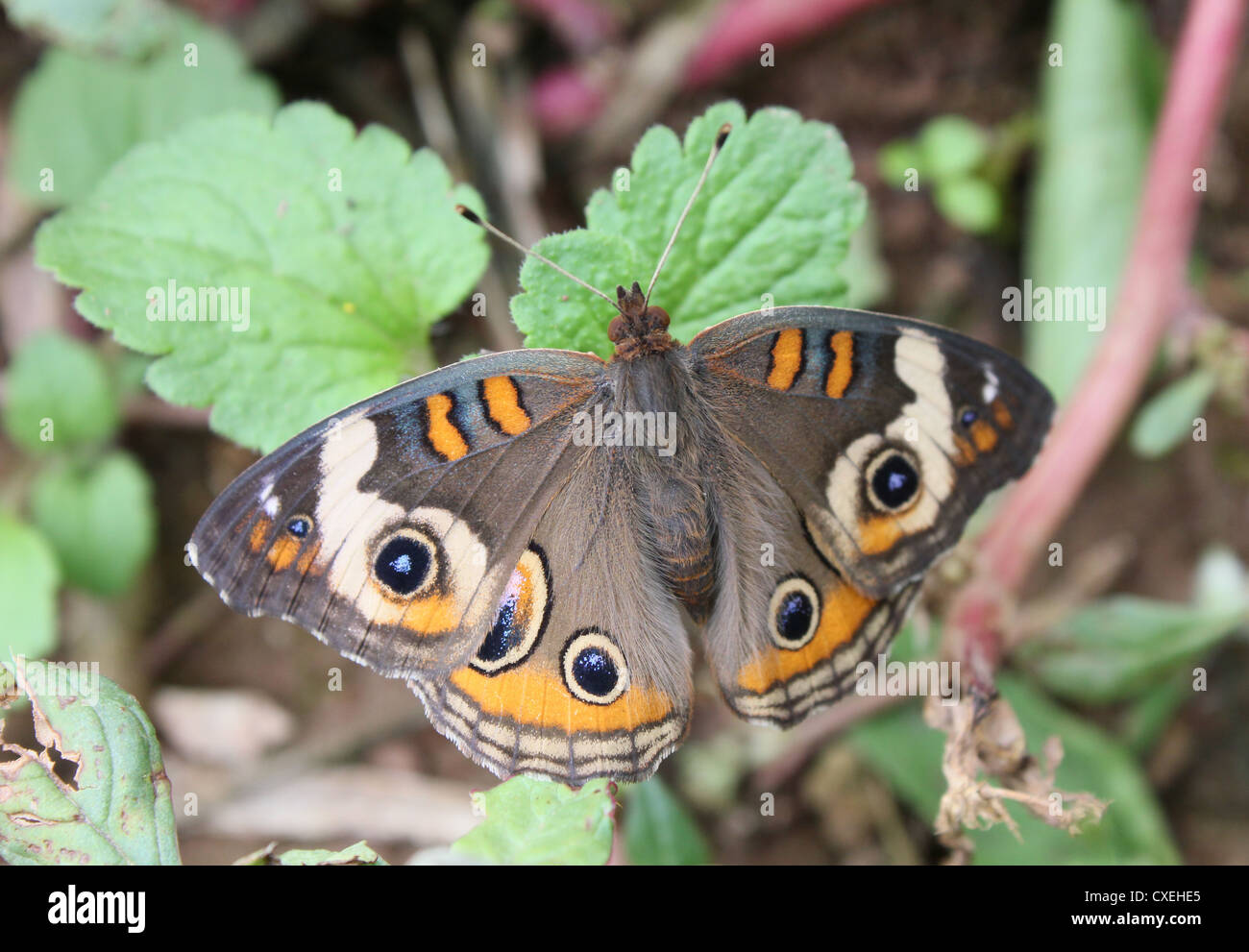 Papillon de Buckeye reposant sur les feuilles. Banque D'Images