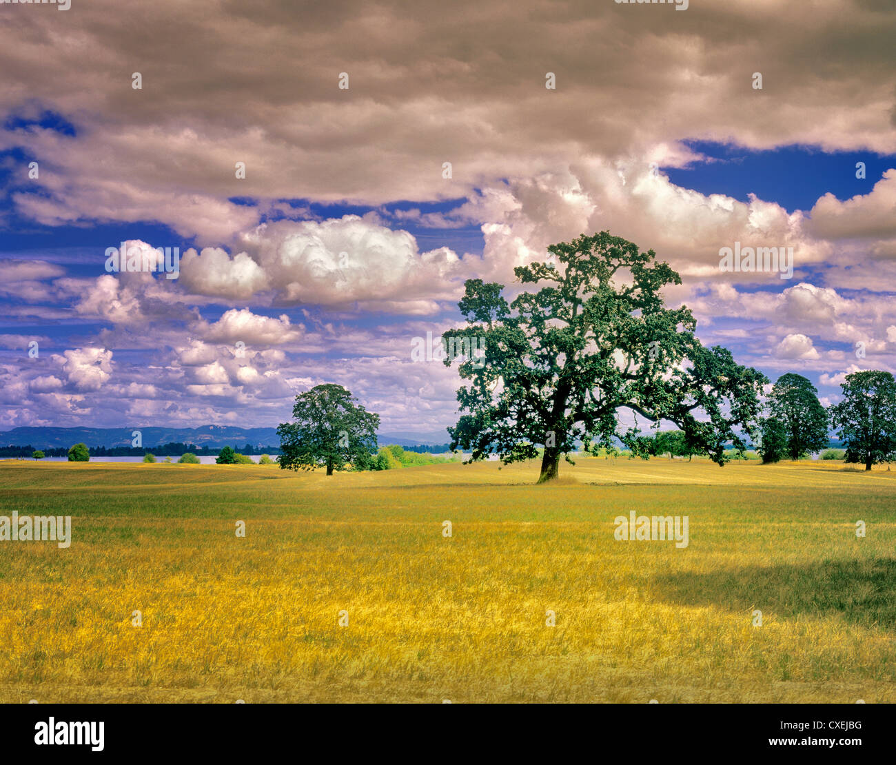 Pâturage avec des chênes et des nuages et Fern Ridge Reservoir. De l'Oregon. Banque D'Images