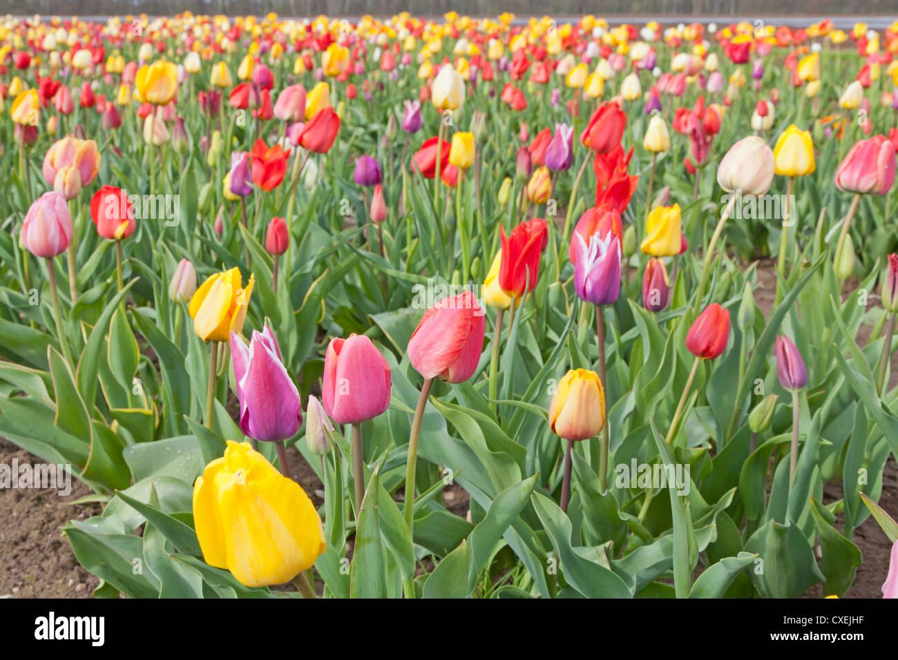 Champ de tulipes Banque D'Images