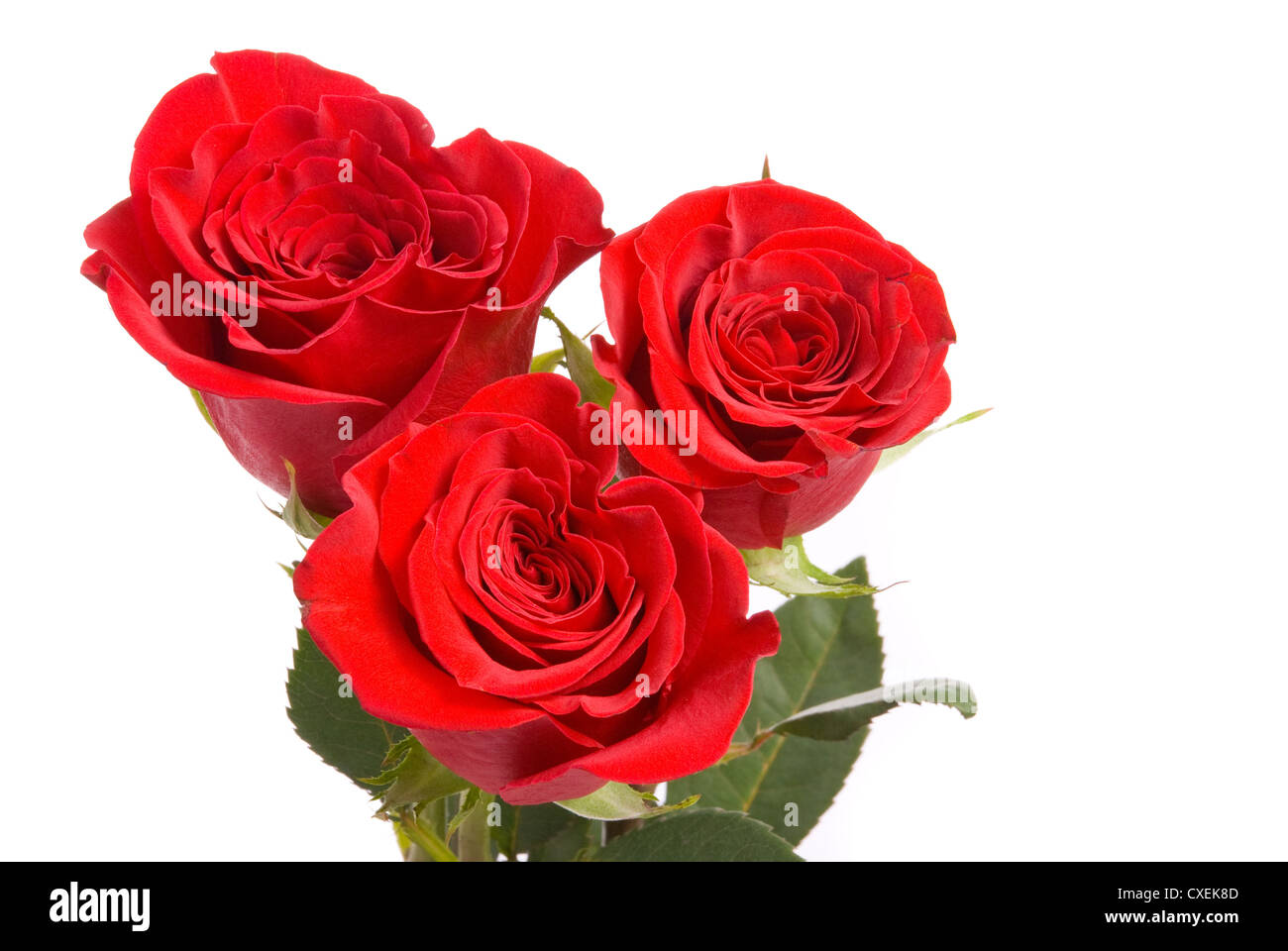 Roses rouges sur fond blanc un studio. Banque D'Images