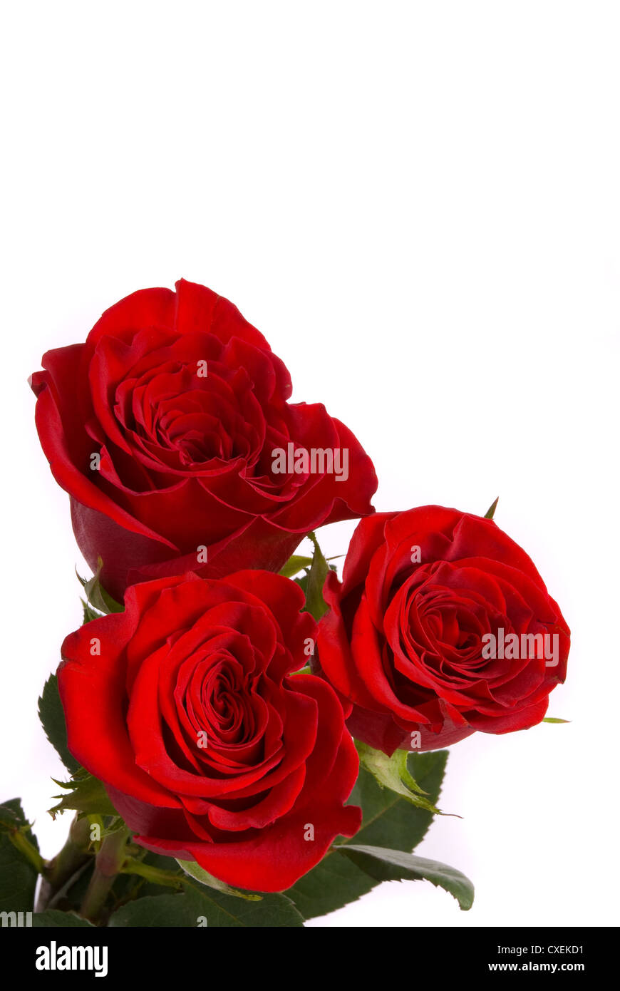 Roses rouges sur fond blanc un studio. Banque D'Images