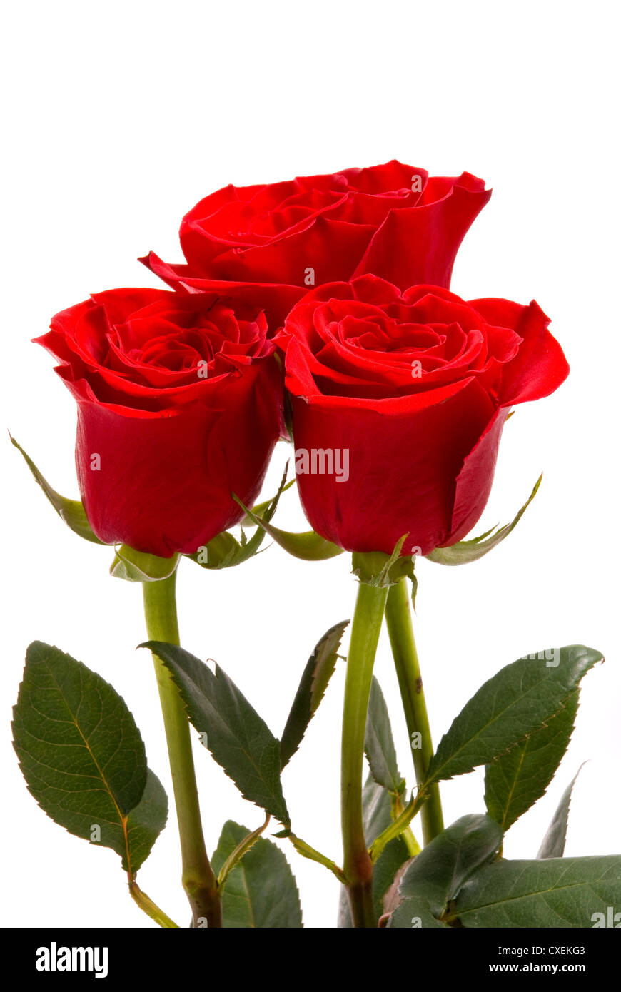 Roses rouges sur fond blanc un studio. Banque D'Images