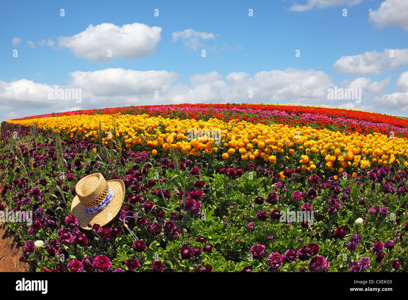 Les renoncules, bandes semées Banque D'Images