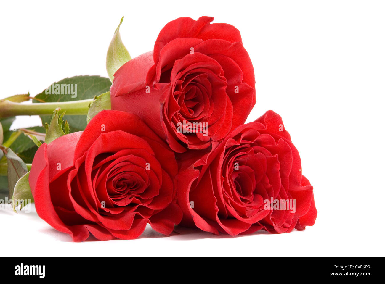 Roses rouges sur fond blanc un studio. Banque D'Images