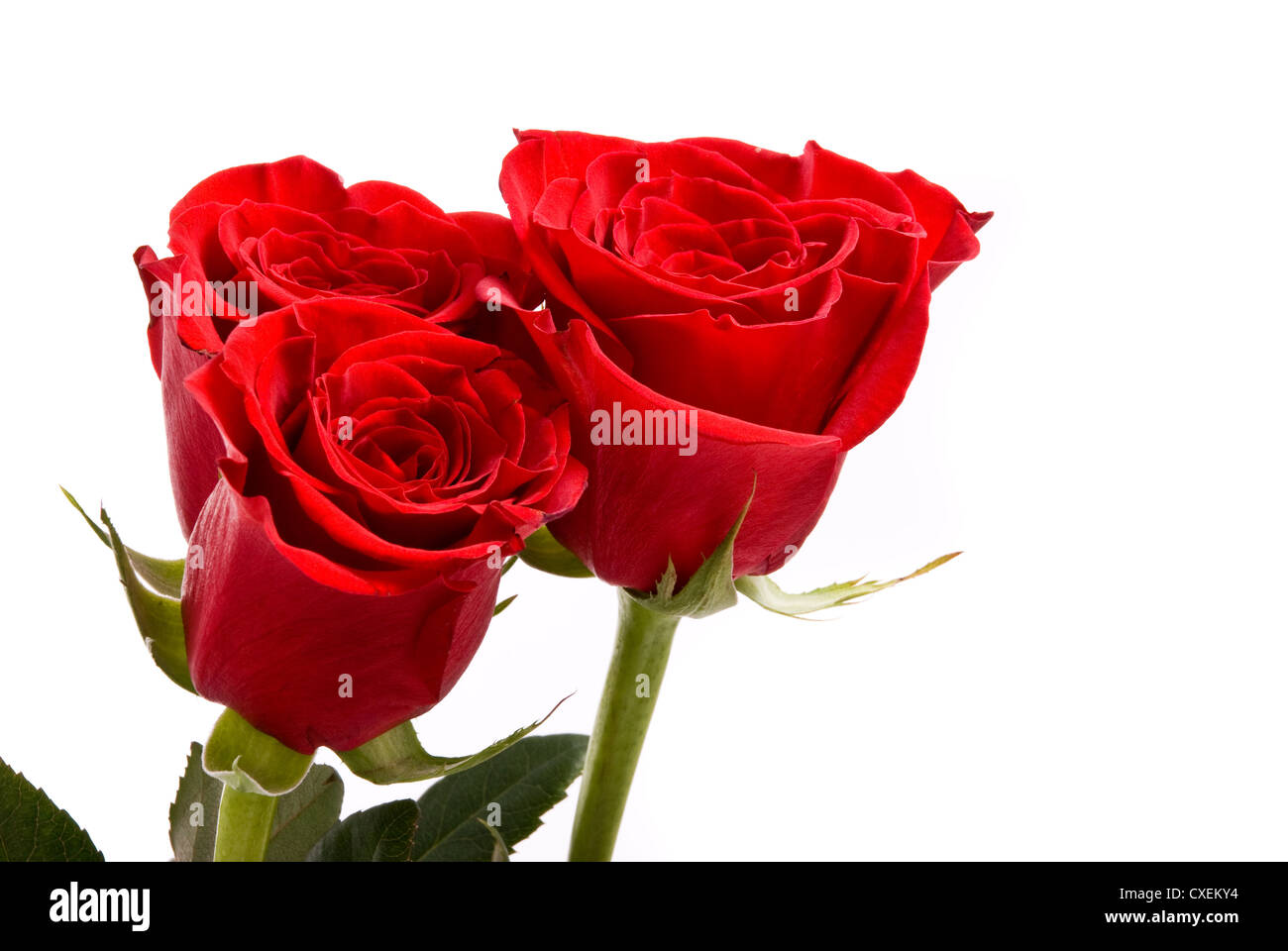 Roses rouges sur fond blanc un studio. Banque D'Images