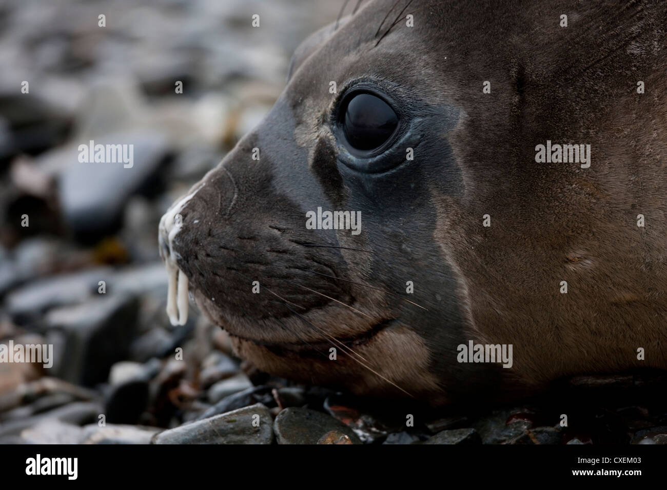 Éléphant de mer du sud (Mirounga leonina) sur l'île de Géorgie du Sud. Banque D'Images