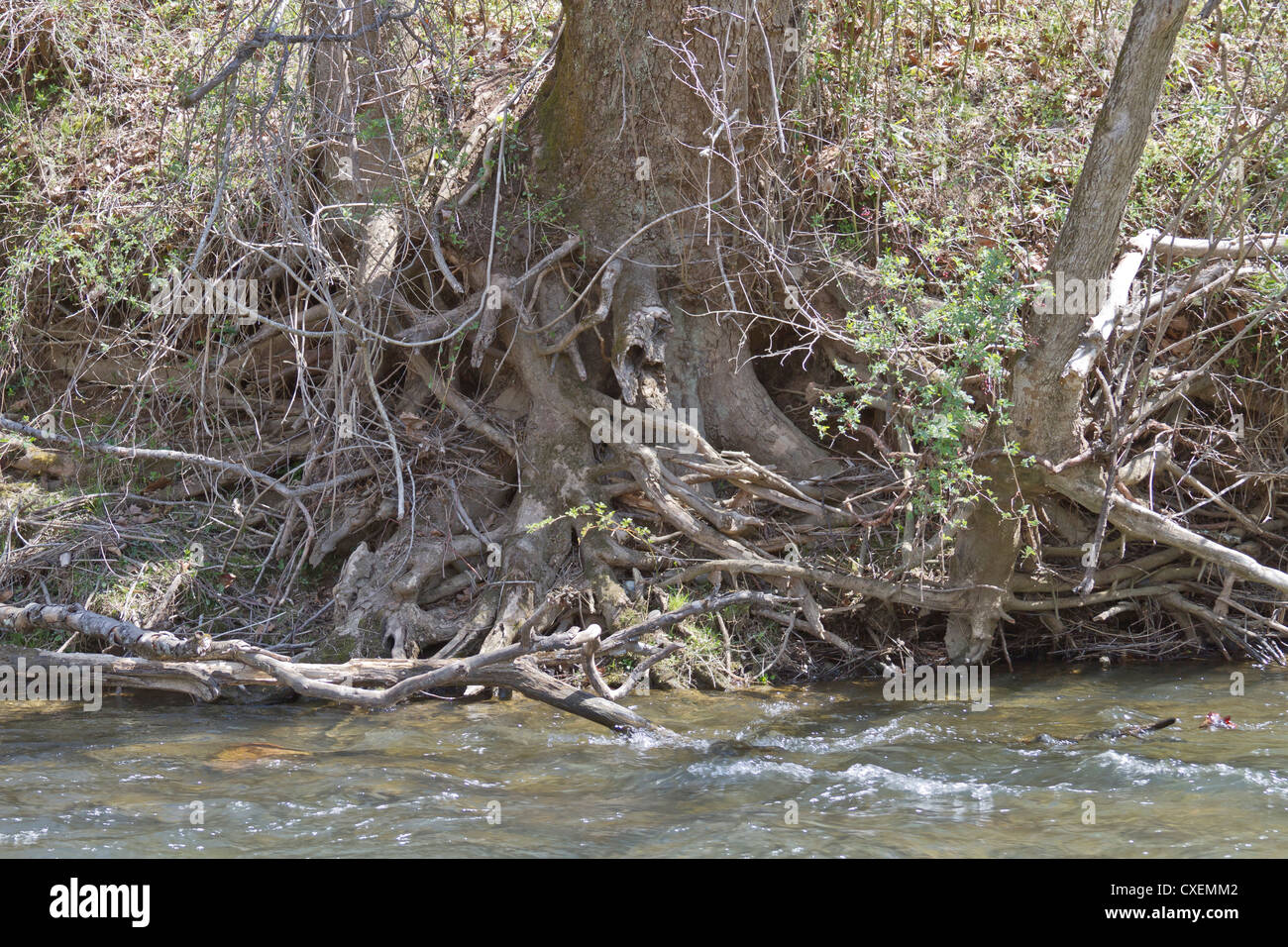 Un grognement emmêlées des racines des arbres le long d'une rivière Banque D'Images