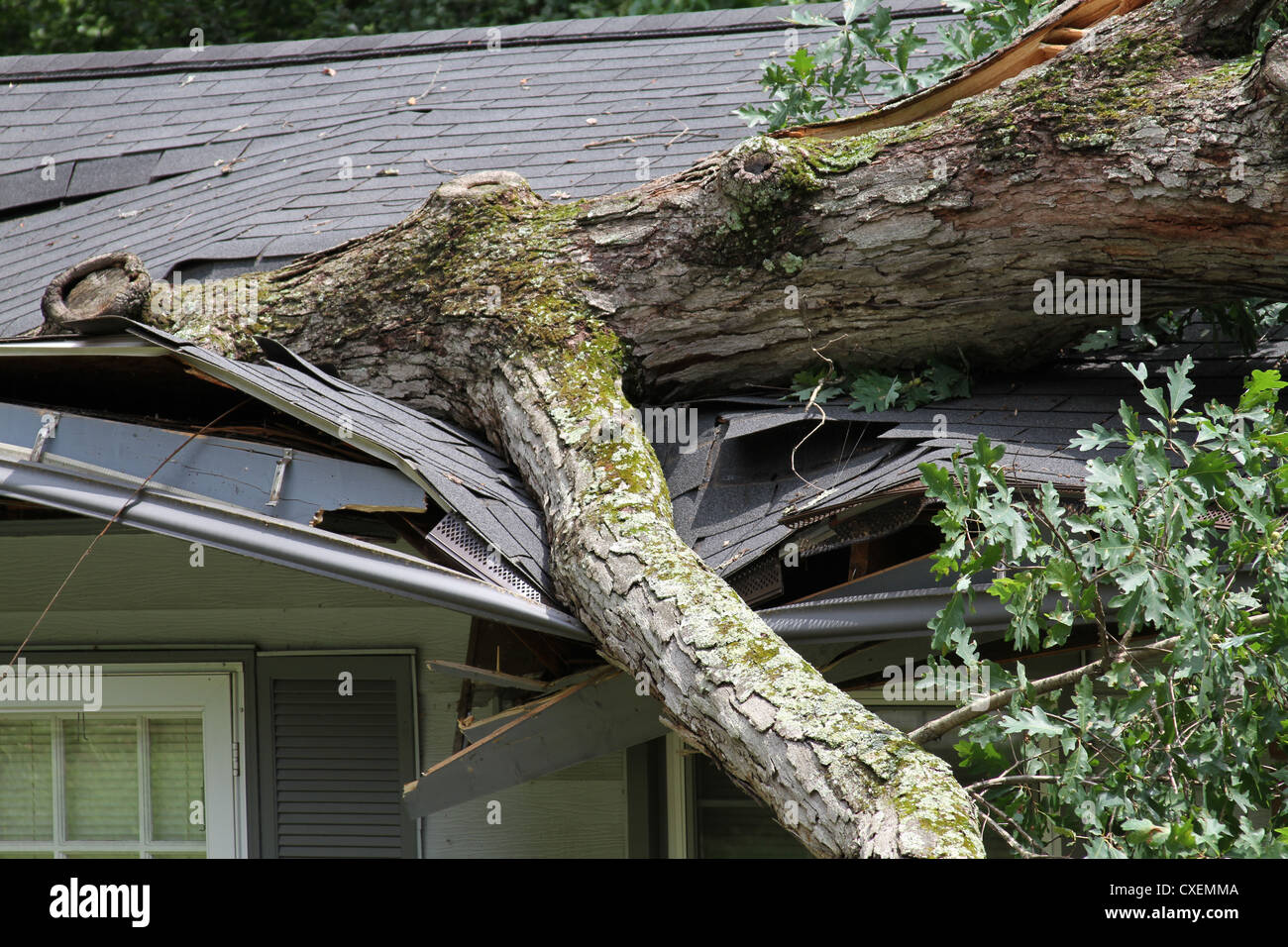 Chêne arbre tombe sur chambre prise en son toit Banque D'Images