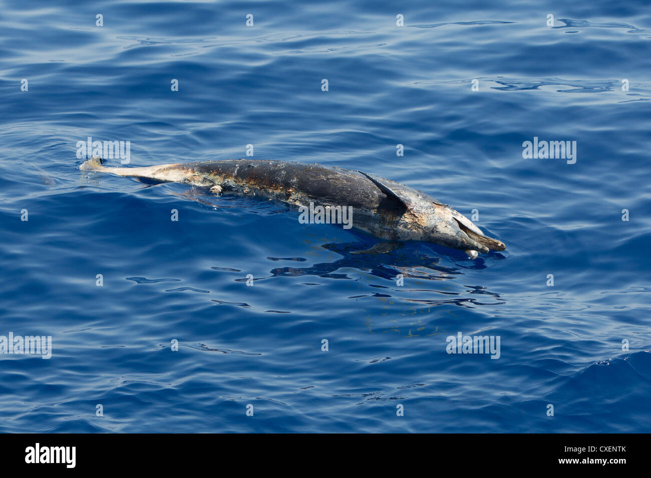 Dolphin, homme, mort et en décomposition, Maldives, océan Indien Banque D'Images