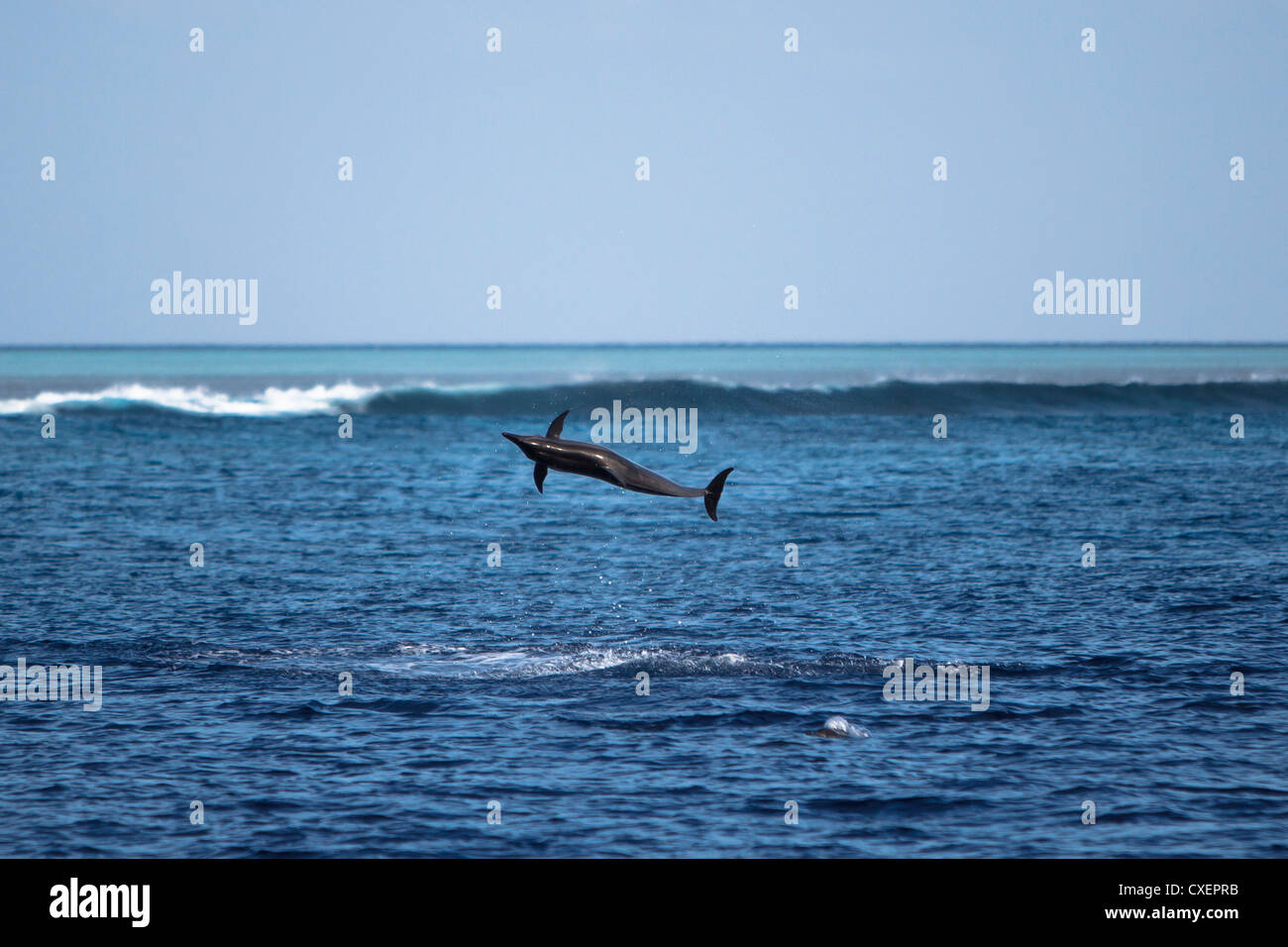 Spinner Dolphin, Stenella longirostris, Ostpazifischer Delfin, sauvage, saut et de filature, Maldives, océan Indien, Banque D'Images