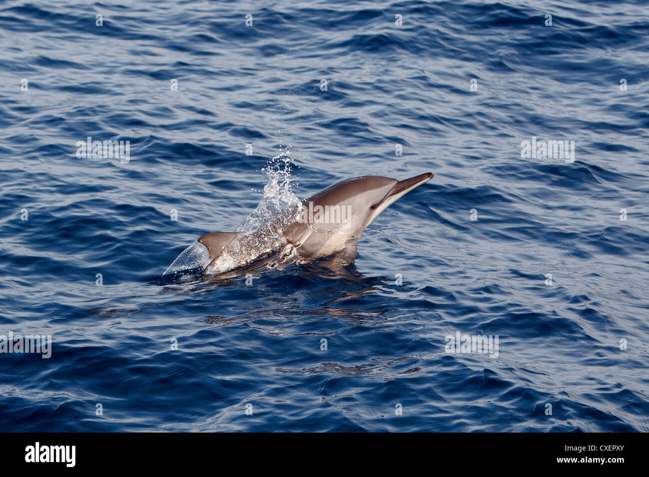 Spinner Dolphin, Stenella longirostris, Ostpazifischer Delfin, sauvage, bondissant, Maldives, océan Indien, Banque D'Images