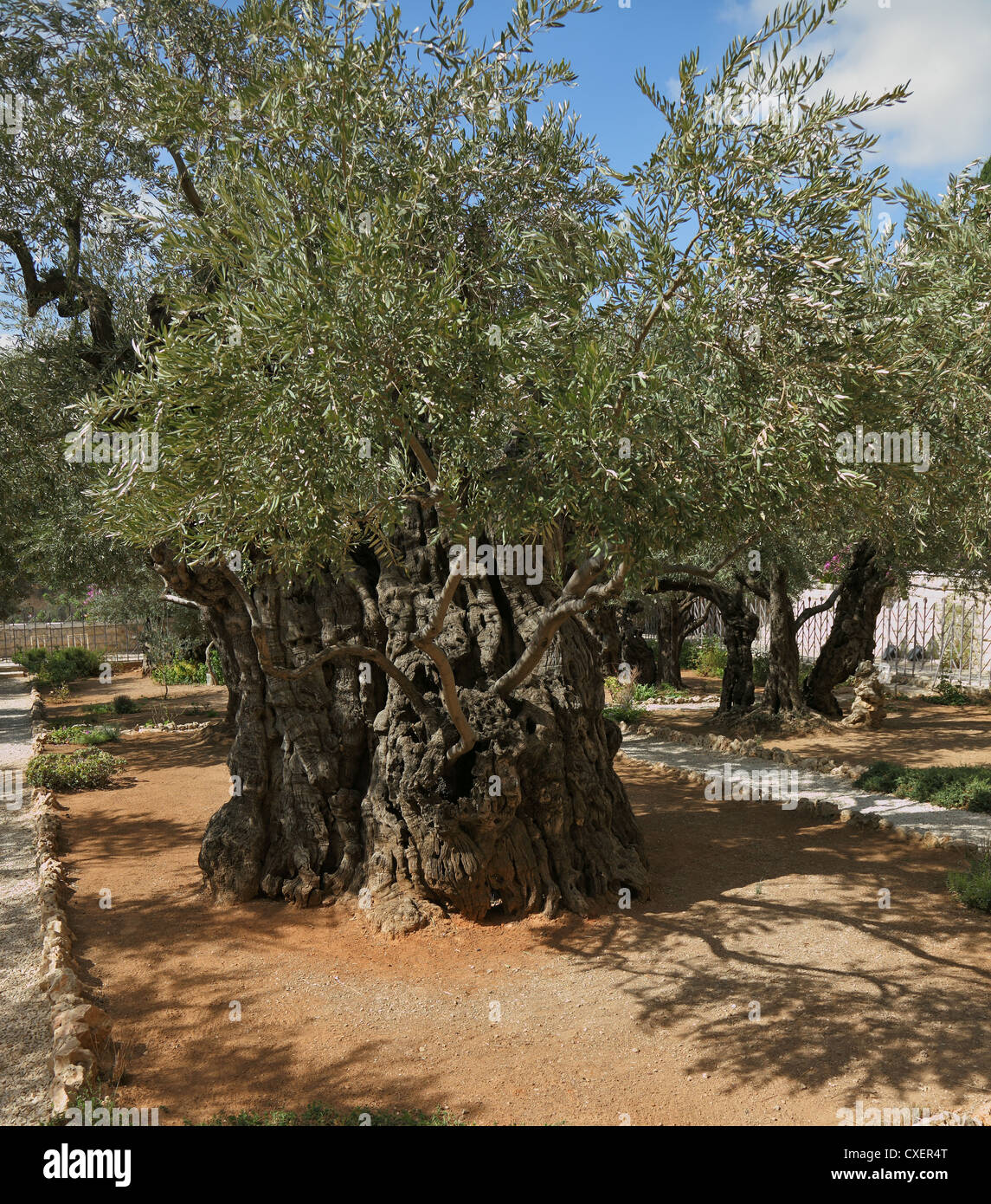 Jardin de Gethsémani Banque D'Images