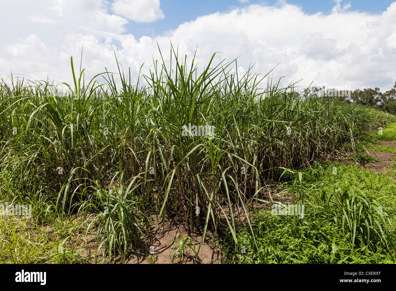 La culture de la canne à sucre dans un champ dans le sud de la Louisiane. La canne à sucre est utilisé pour faire du sirop de canne, du rhum, de la mélasse, l'éthanol et le sucre de table. Banque D'Images