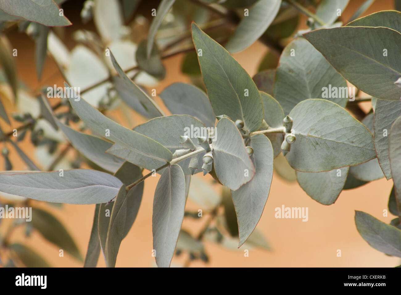 Silver Dollar eucalyptus (Eucalyptus perriniana) Direction générale et laisse Banque D'Images