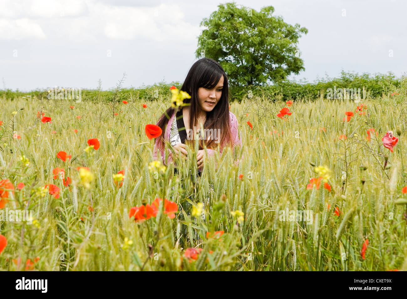 Jolie fille aux cheveux noirs Thai debout dans un champ de coquelicots entouré par l'anglais Banque D'Images