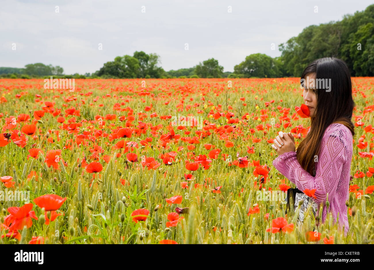 Jolie Thai Girl holding Coquelicot dans un champ de coquelicots entouré par Banque D'Images
