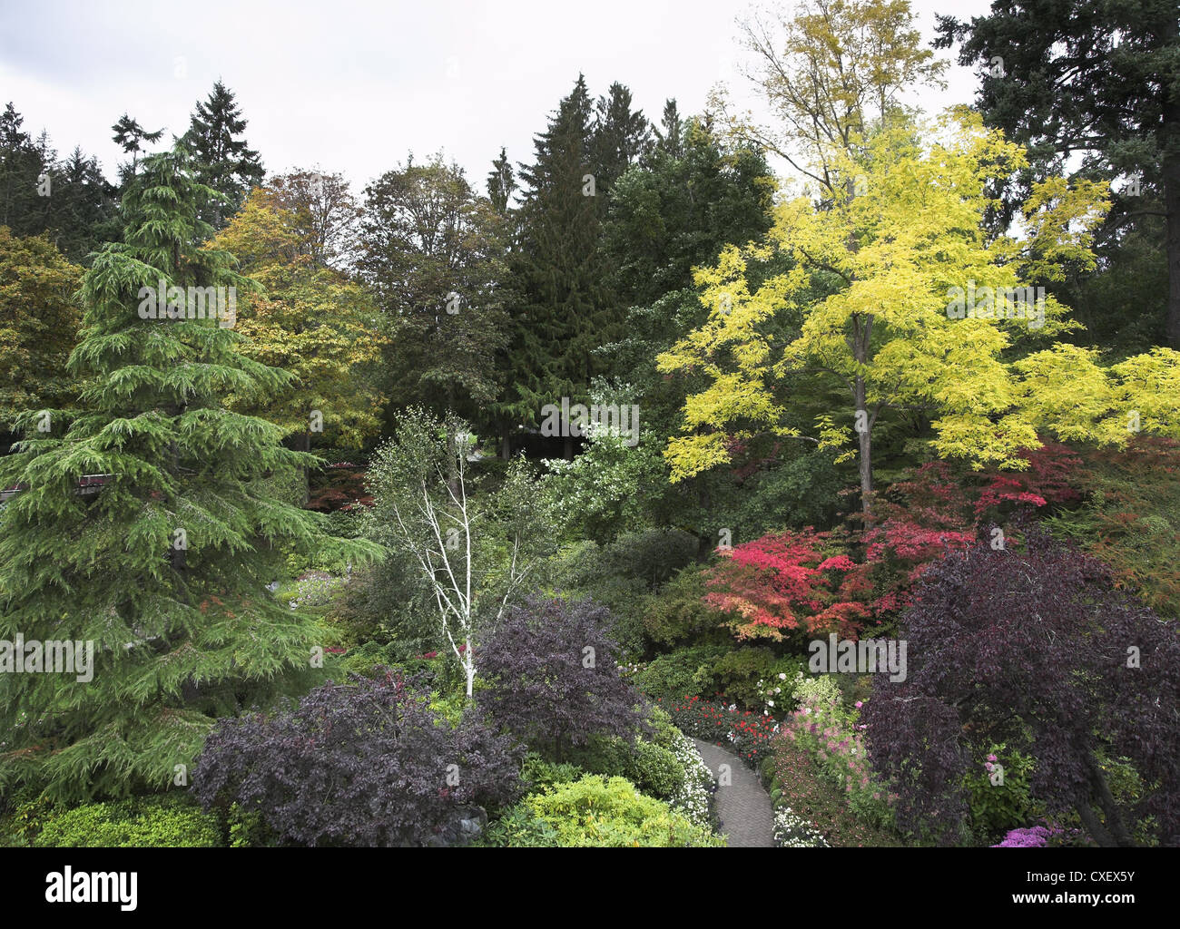 Magnifique floraison colorée. Banque D'Images