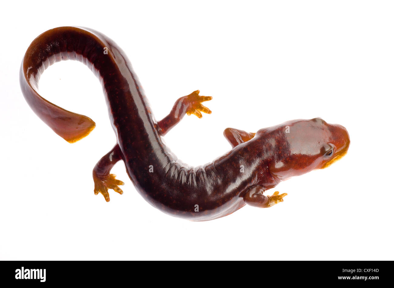 Newt salamandre tsitou chinois Banque D'Images