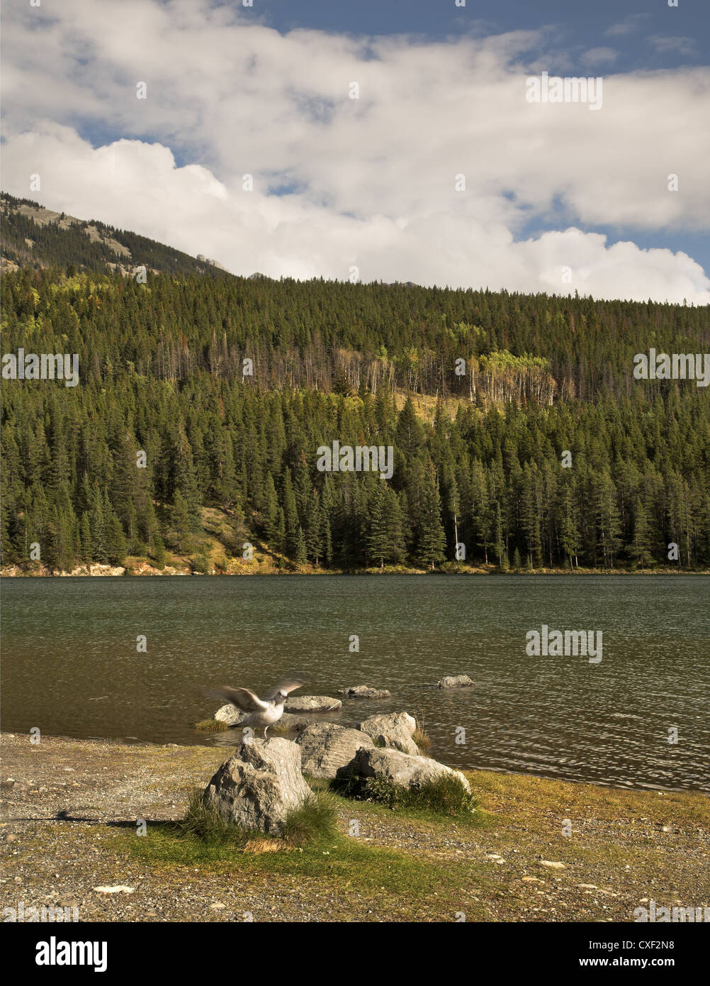 La mouette vole haut. Banque D'Images