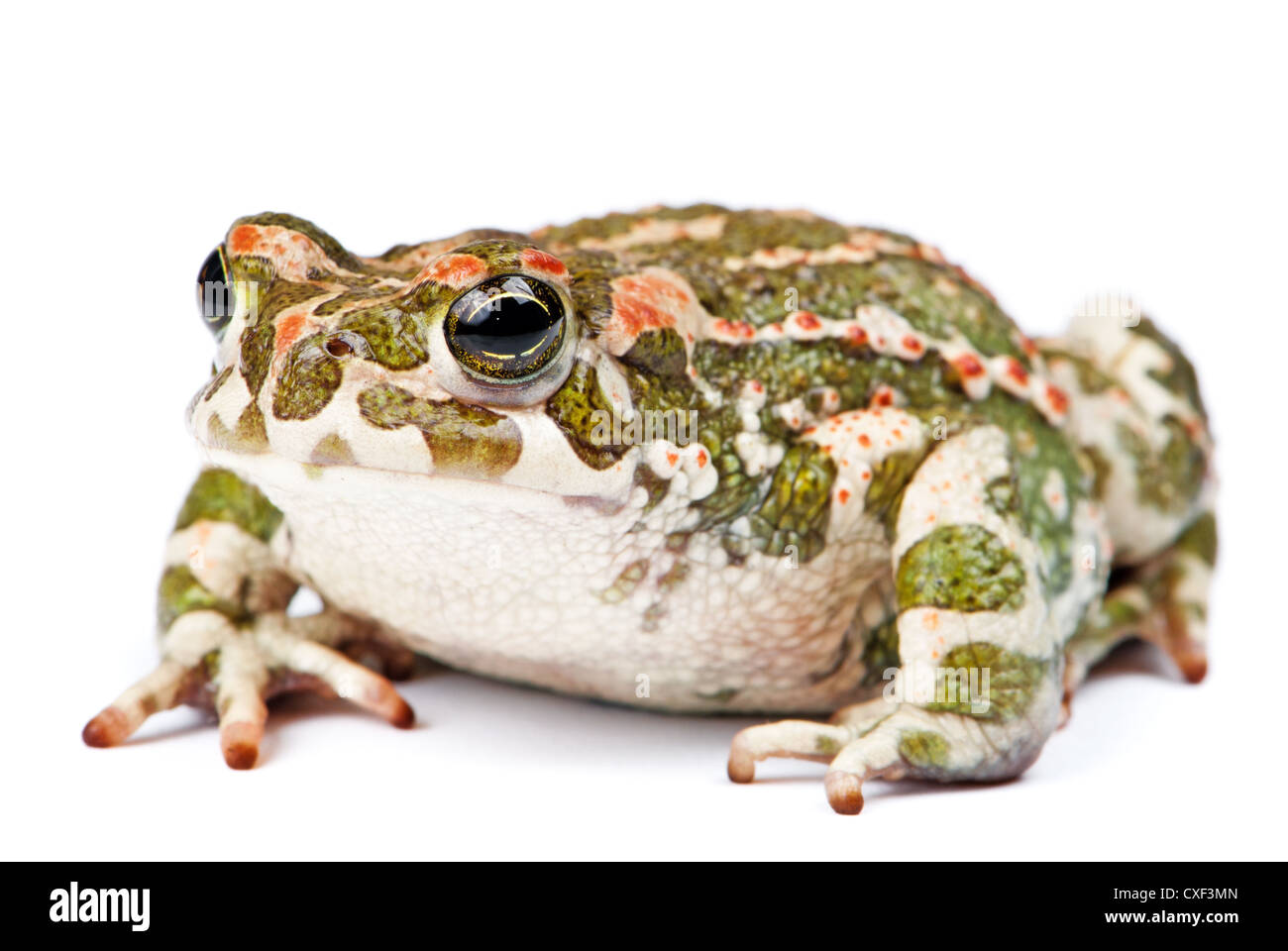 Bufo viridis. Crapaud vert sur fond blanc. Banque D'Images