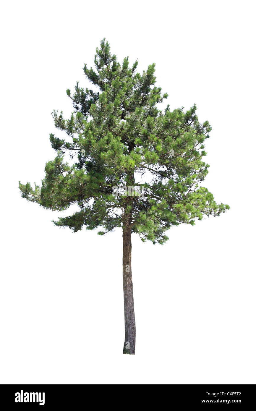 arbre de pin Banque D'Images