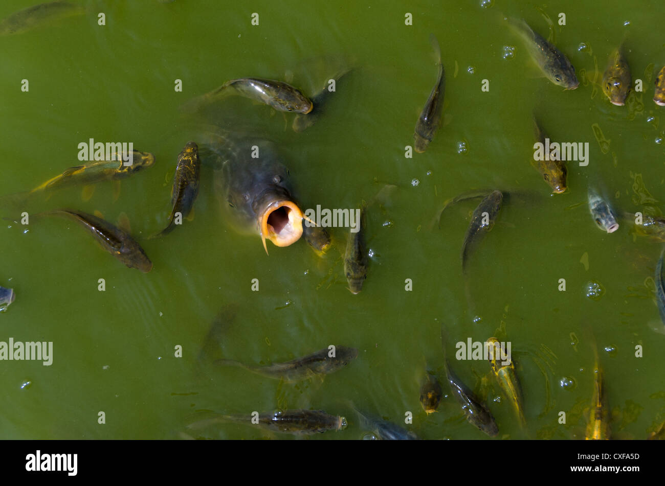 La carpe à la surface avec la bouche ouverte Banque D'Images