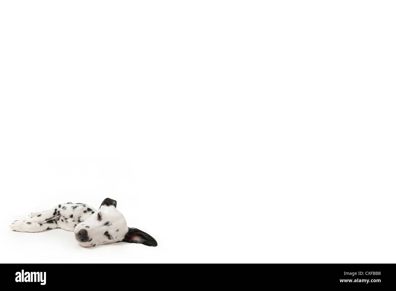 Chiot dalmatien couché dormir, studio shot avec fond blanc Banque D'Images