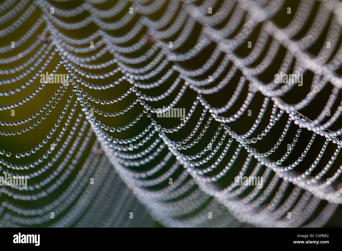 Spider's Web ; avec des gouttes de rosée ; UK Banque D'Images