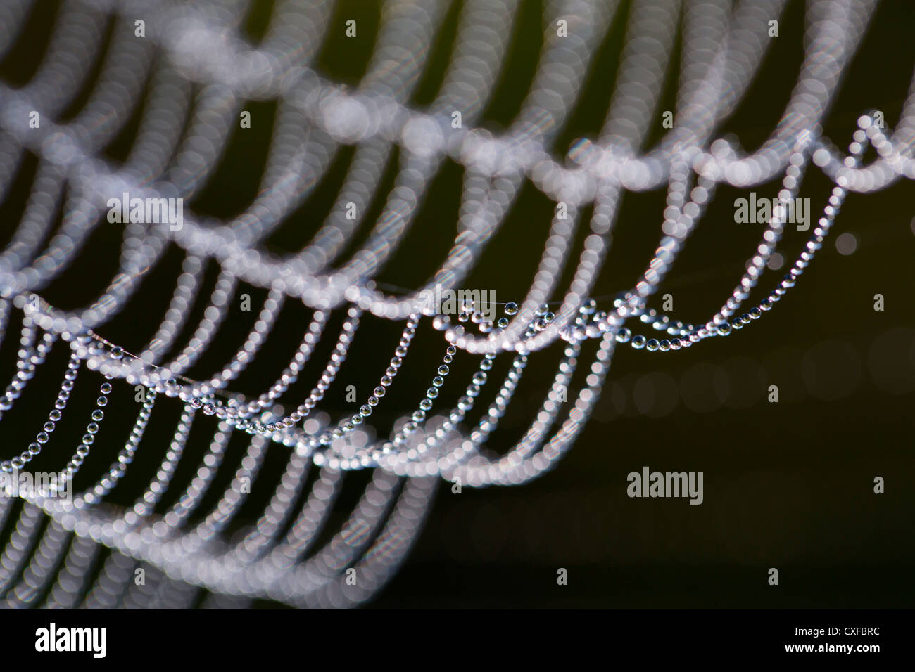 Spider's Web ; avec des gouttes de rosée ; UK Banque D'Images