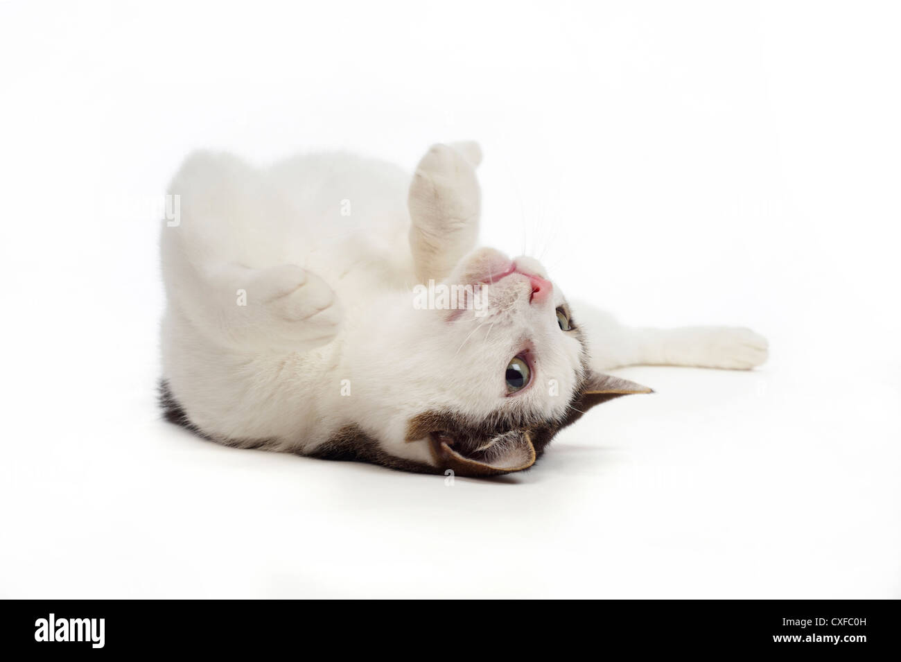 Chat couché, studio shot avec fond blanc Banque D'Images