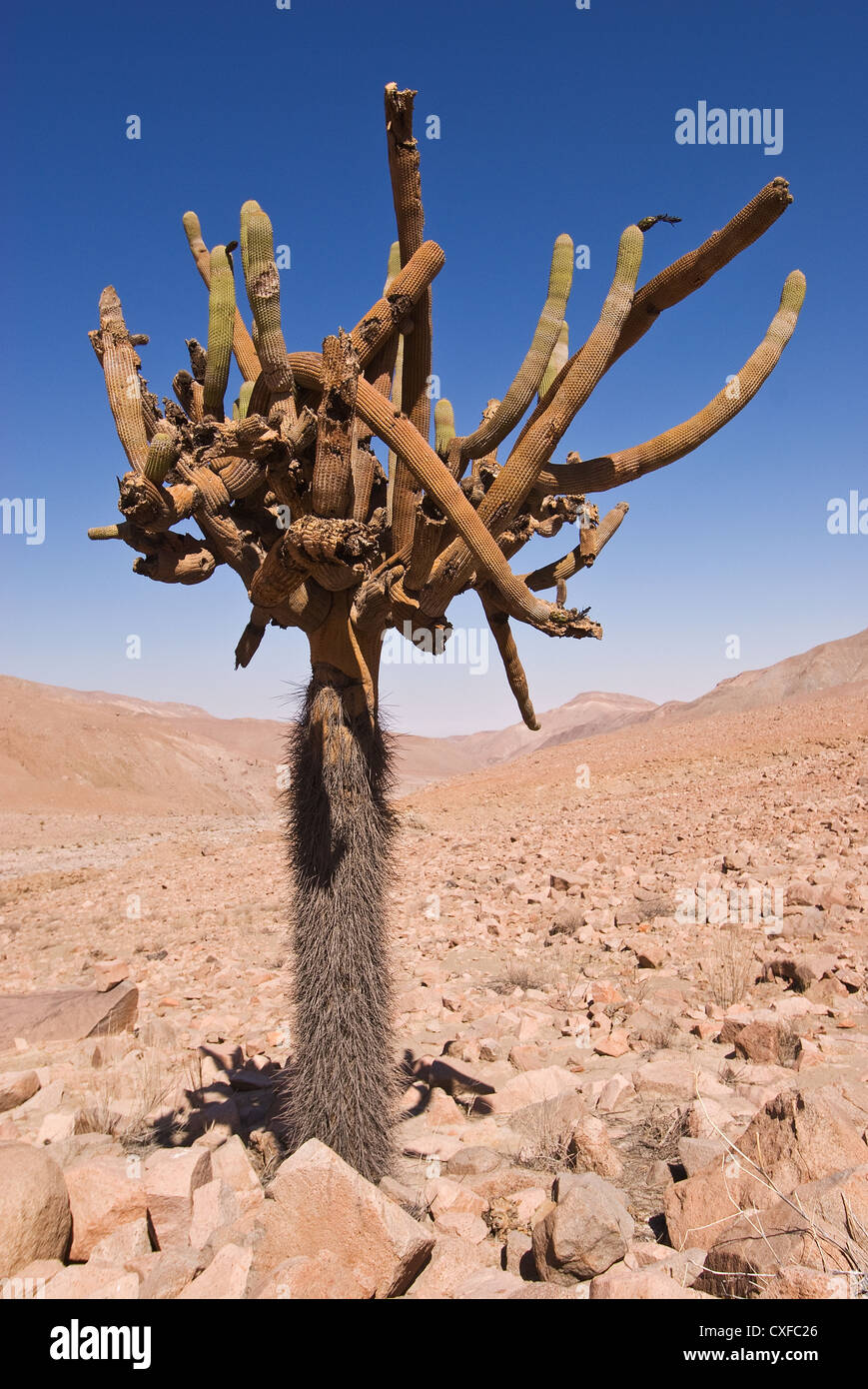 Elk198-2446 Chili, la route 11, candelabro cactus Banque D'Images