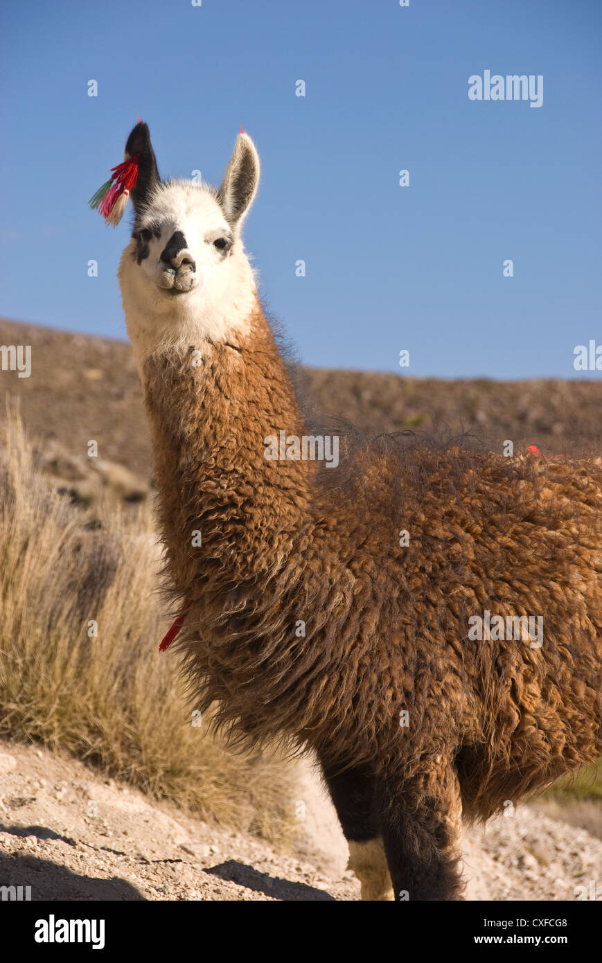 Elk198-2623v Chili, le parc national de Lauca, Alpaca (Vicugna pacos) Banque D'Images