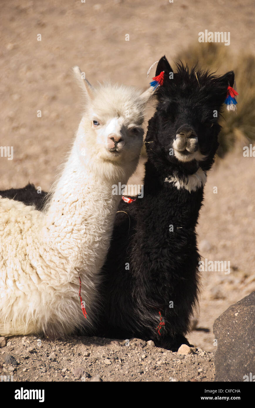 Elk198-2636v Chili, le parc national de Lauca, Alpaca (Vicugna pacos) Banque D'Images