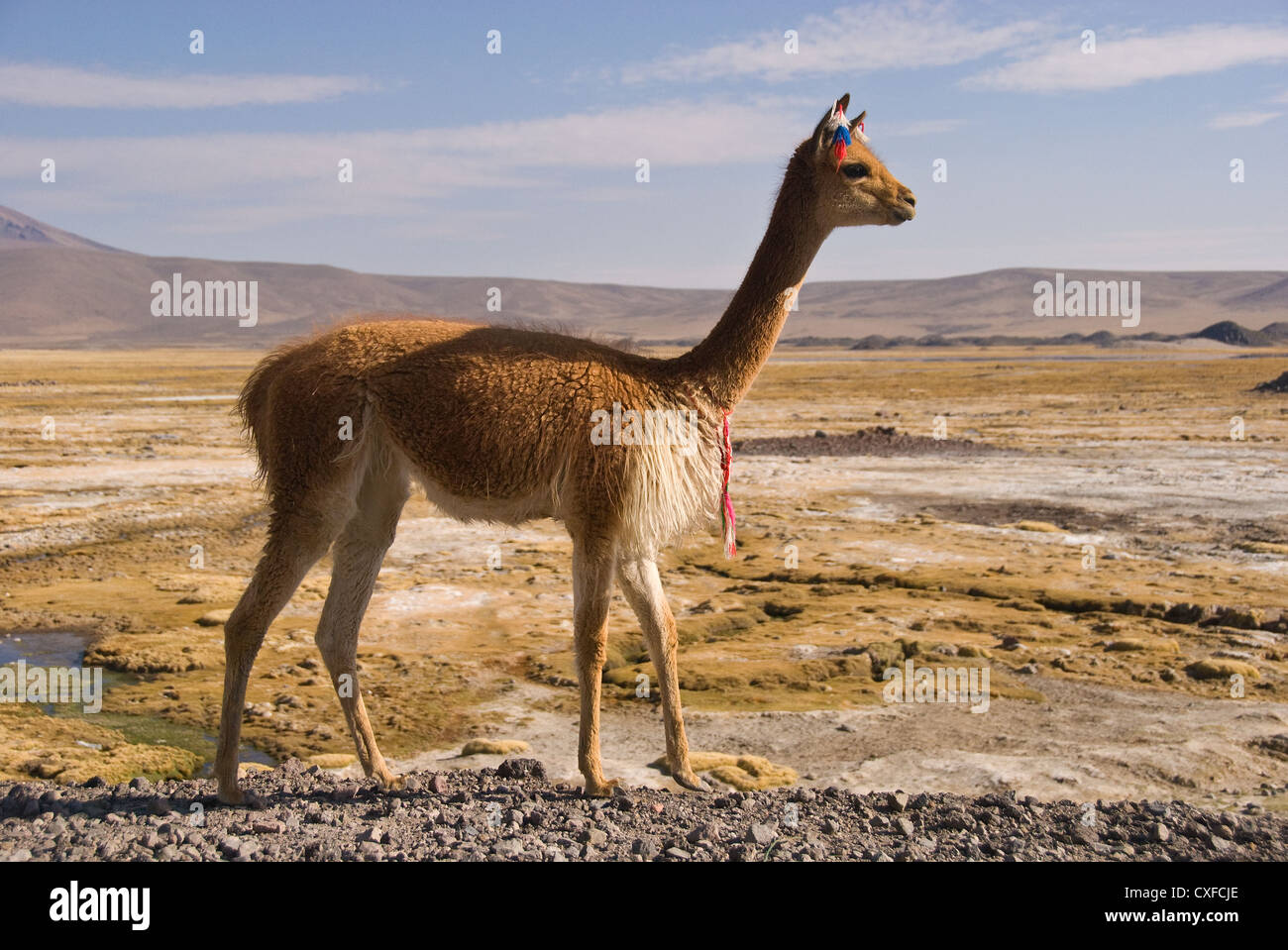 Elk198-2641 Chili, parc national de Lauca, vigognes (Vicugna vicugna) Banque D'Images