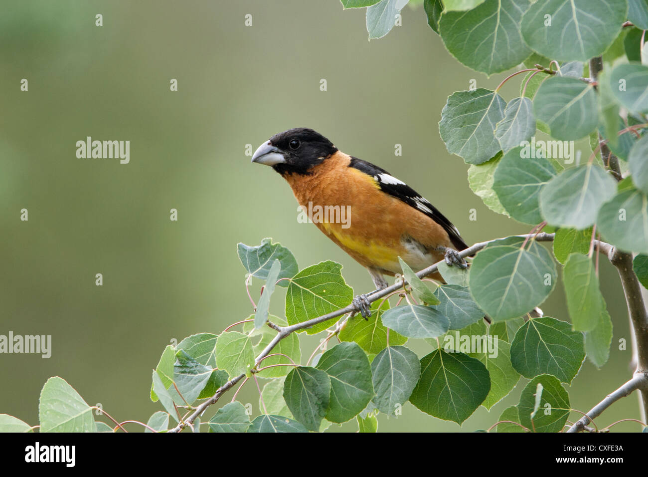 Oiseau songbird à tête noire de Grosbeak perching dans Aspen Tree Banque D'Images