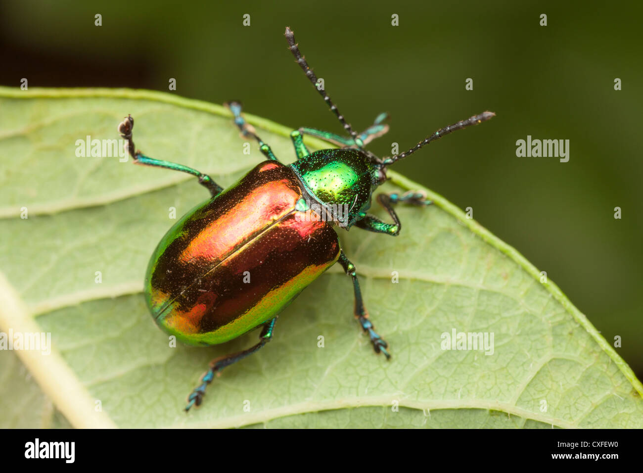 L'apocyn (Chrysochus auratus) sur une feuille d'usine l'apocyn Banque D'Images