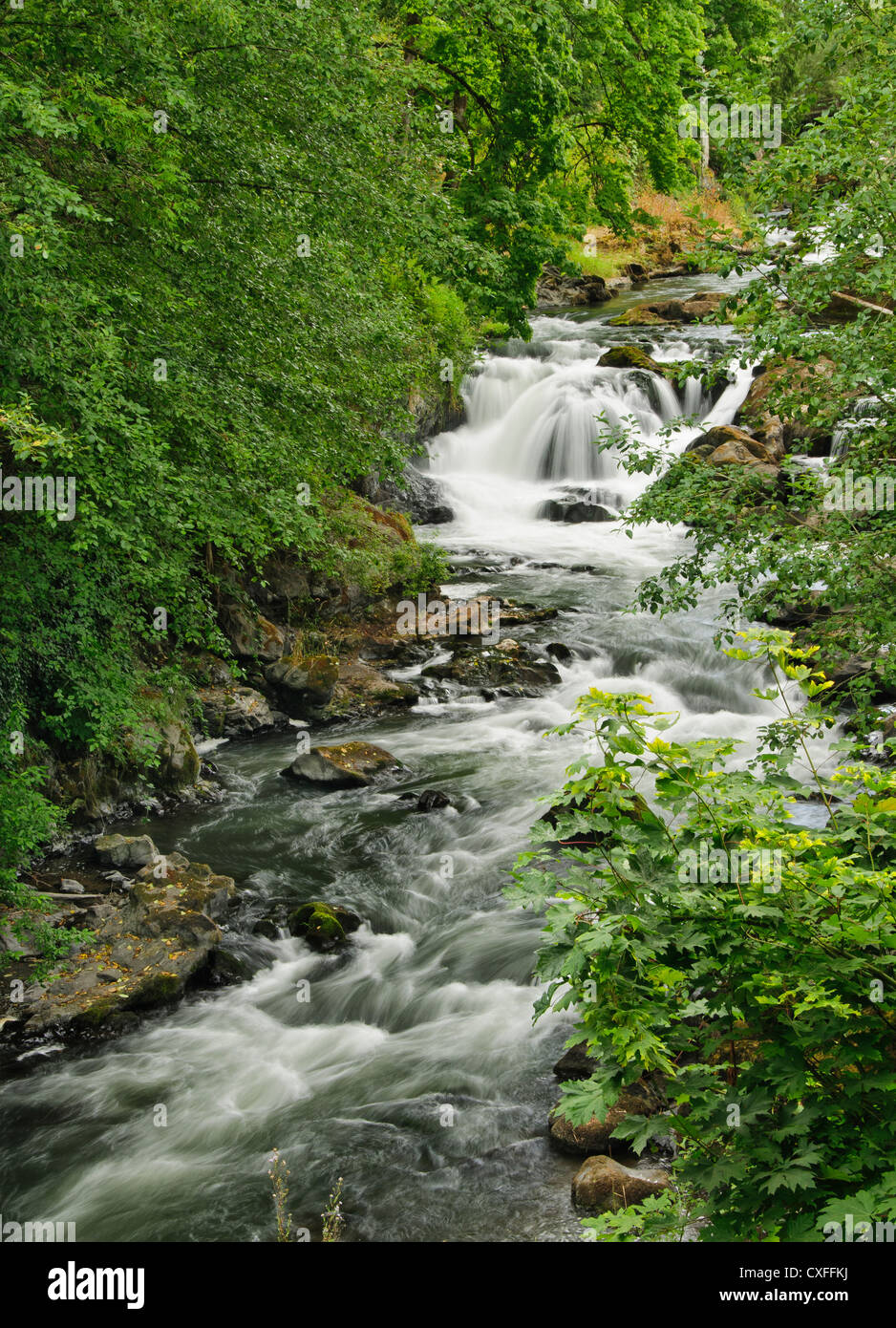 Tumwater Falls, Olympia, Washington. Banque D'Images