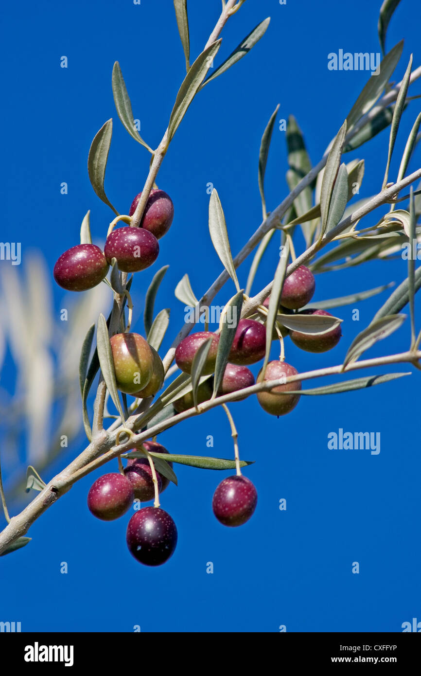 Les olives dans une branche d'olivier de l'Andalousie Espagne olives aux en las ramas de un olivo andalucia españa Banque D'Images