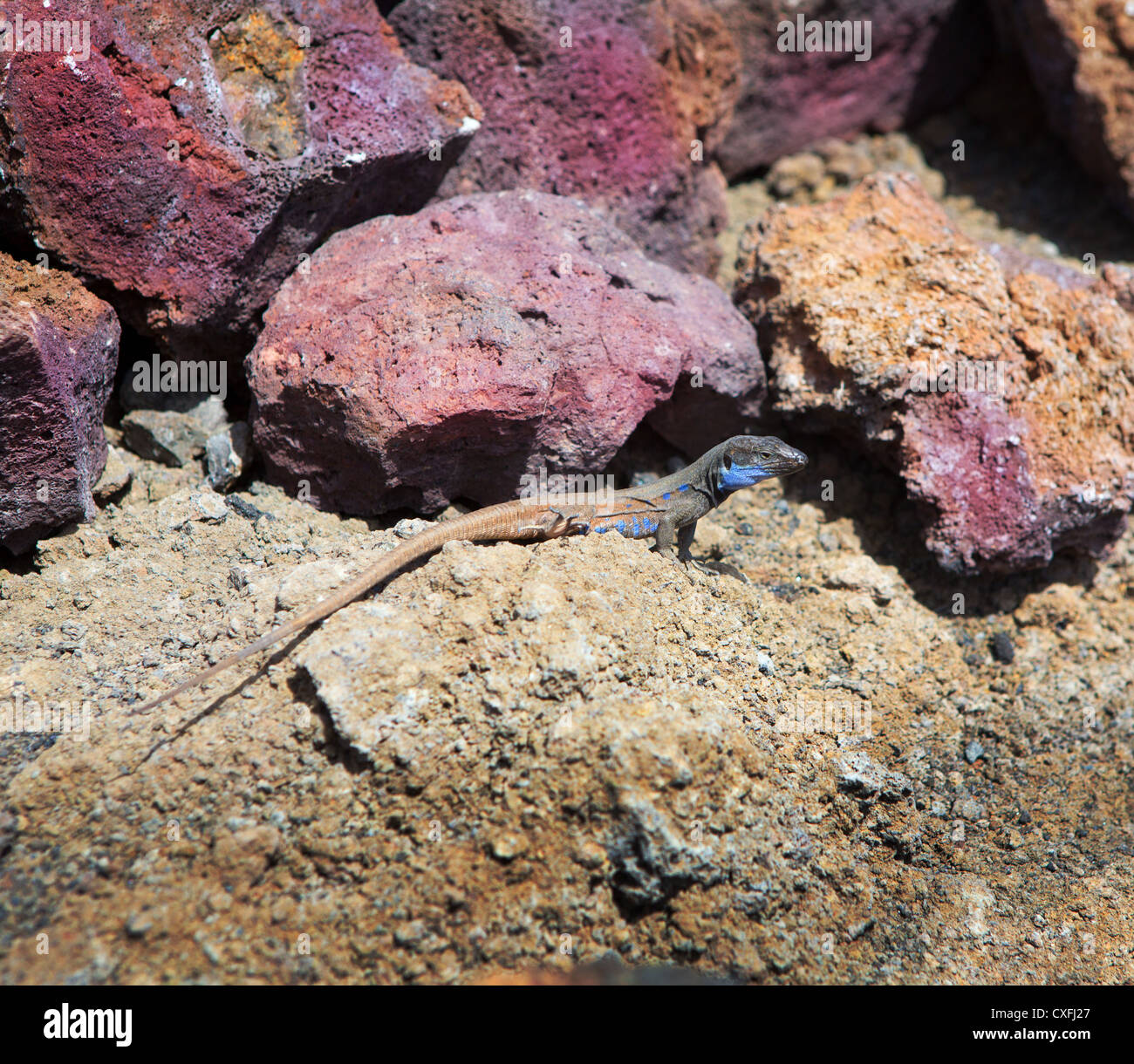 La Palma lézard Gallotia galloti typique Tizon palmae en La Palma Island Banque D'Images