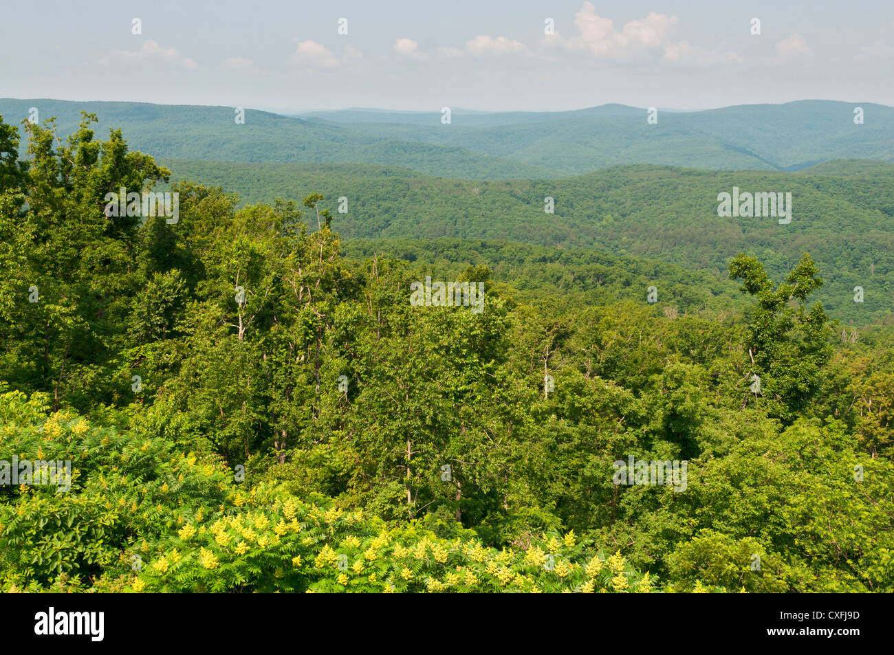 L'Arkansas, Ozark National Forest, voir l'état de la route 7. Banque D'Images