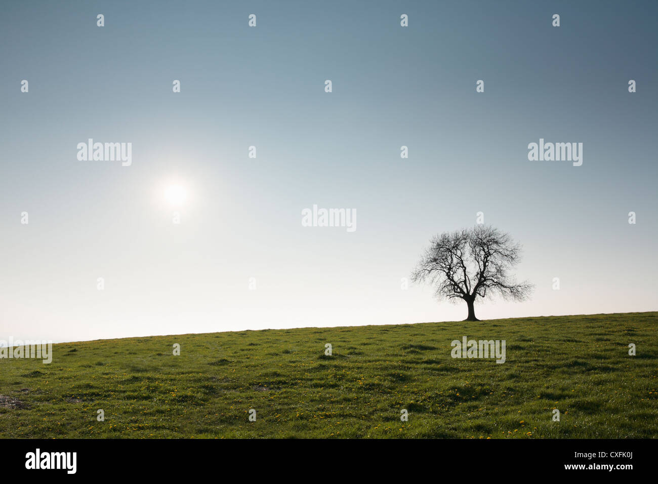 Arbre isolé et soleil. Les collines de Mendip. Le Somerset. L'Angleterre. UK. Banque D'Images