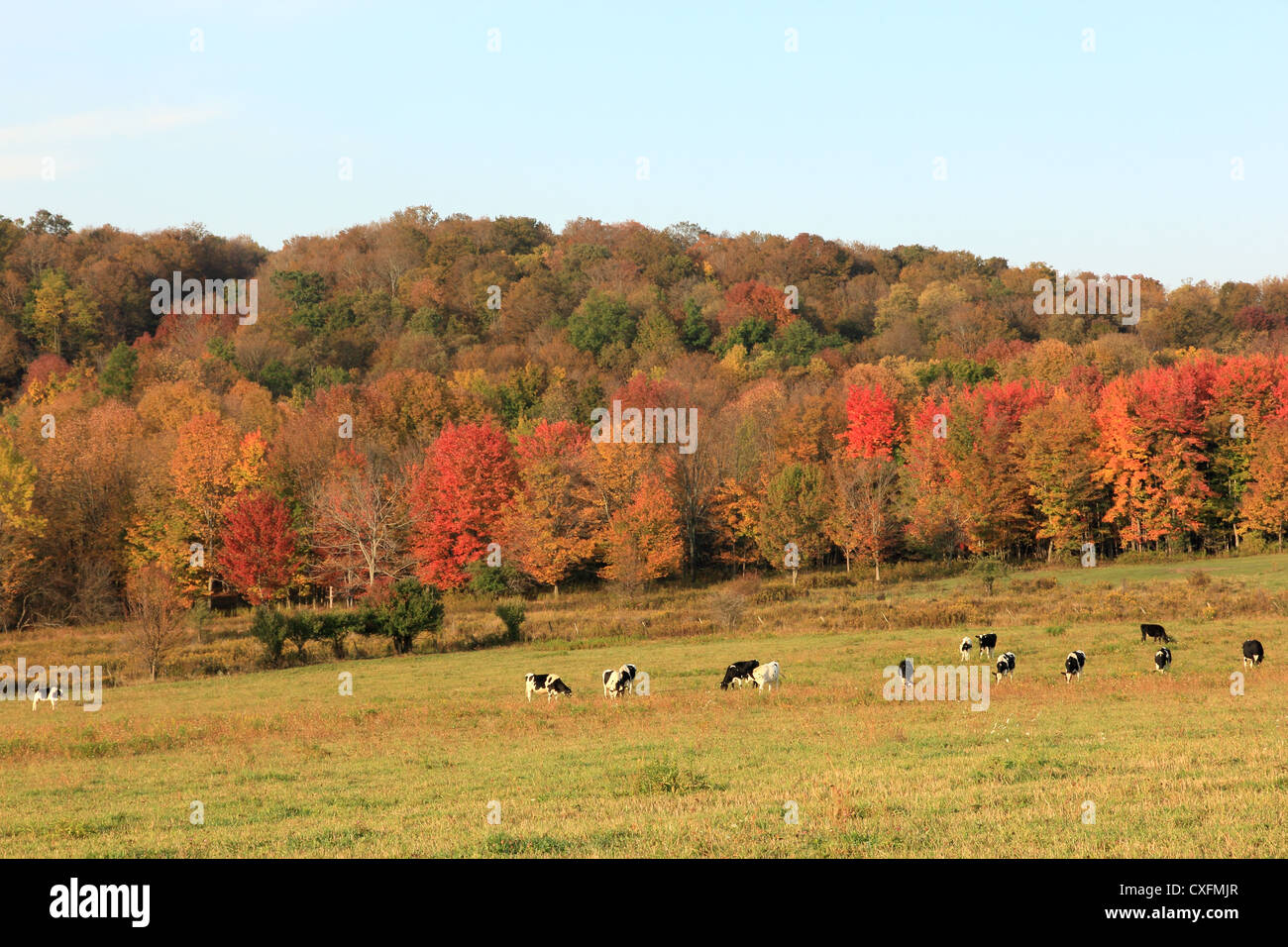 Un troupeau de bovins Holstein dans un pâturage à l'automne. Banque D'Images