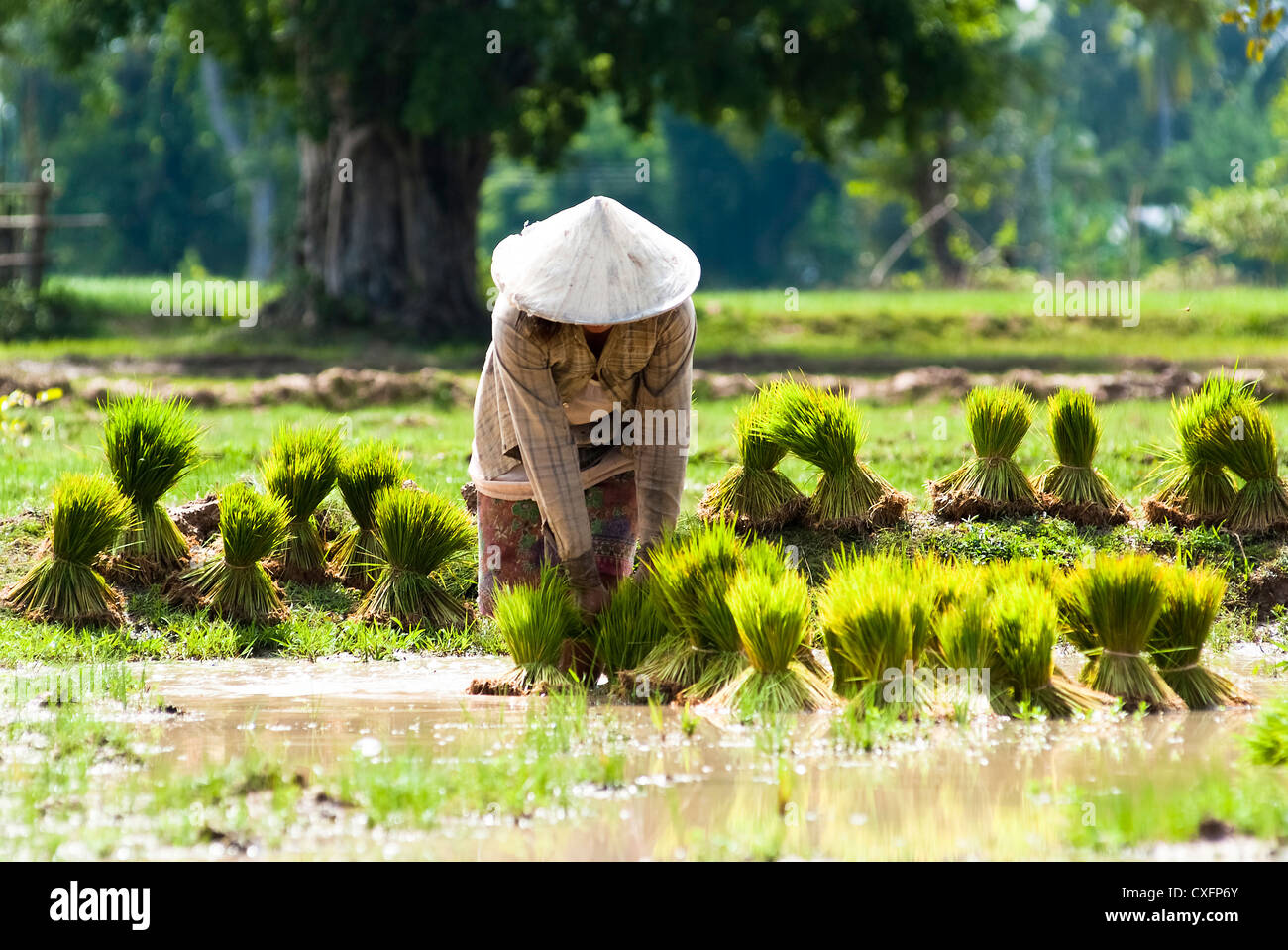 Un paysan sur le terrain au Laos Banque D'Images