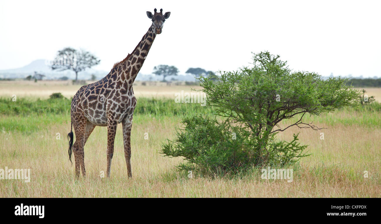 Girafe sur la savane. Parc national de Serengeti, Tanzanie Banque D'Images