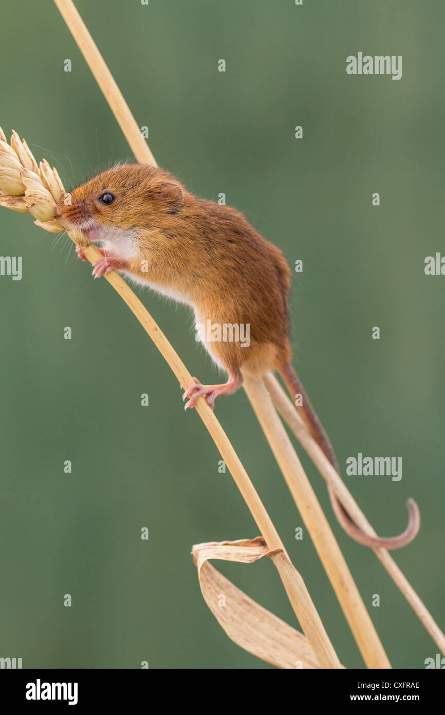 Close-up d'une souris de la récolte (Reithrodontomys humulis) sur un épi de maïs Banque D'Images