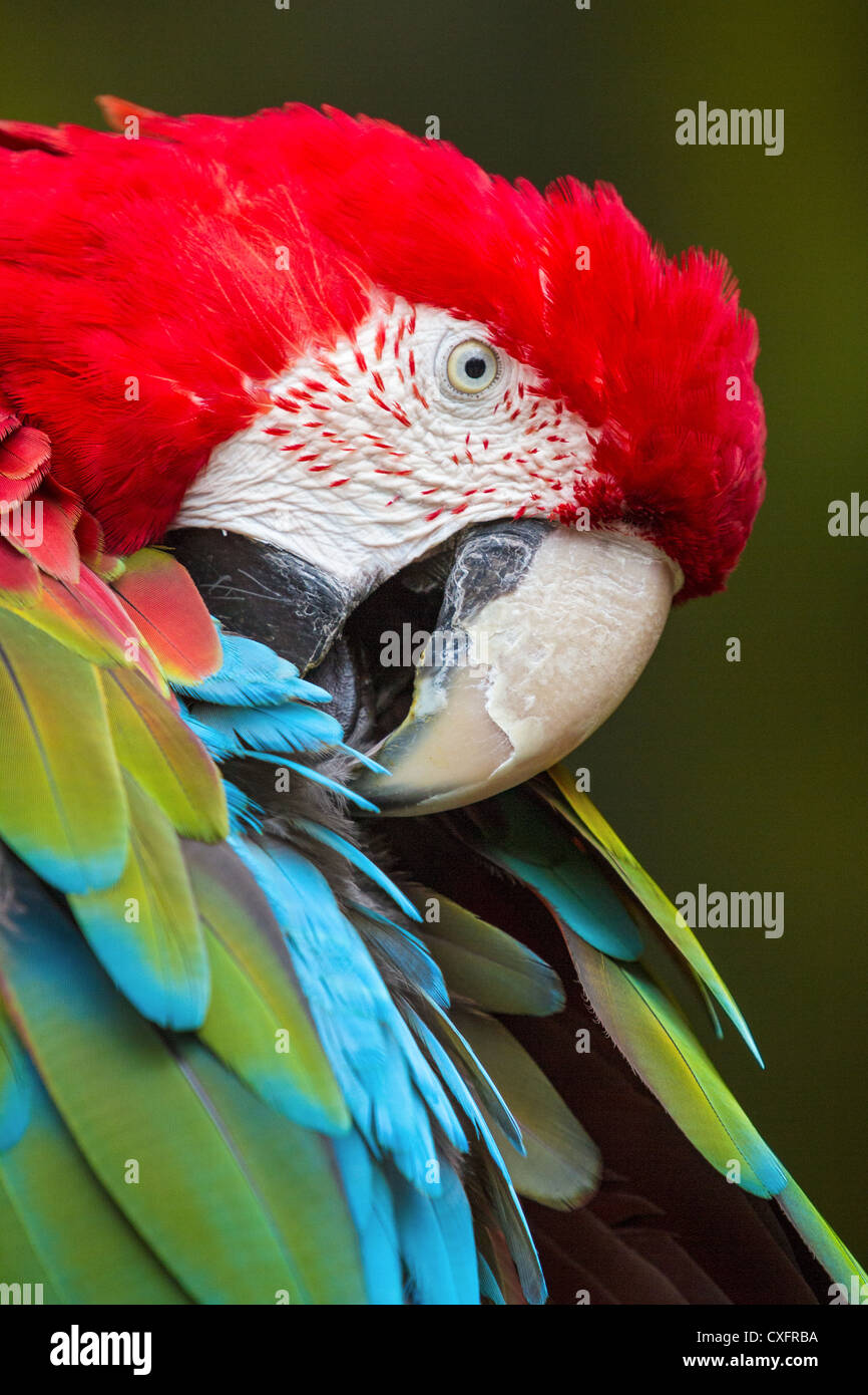 Extreme close-up d'un ara rouge (Ara macao) se lissant ses plumes Banque D'Images